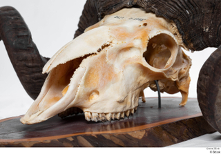 Skull Mouflon Ovis orientalis head skull 0023.jpg